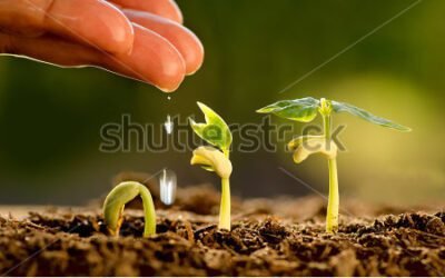Nurturing The Tree of Life