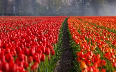 NaPoWriMo Day 6: What you see in a Flower