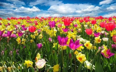 Tanka: Flowers