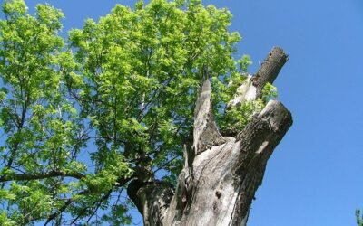 Tanka: Old Vs. New