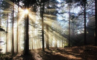 Haiku: Magic of Dawn