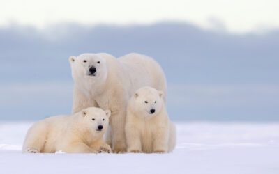 NaPoWriMo Day 23: The monarch of Arctic