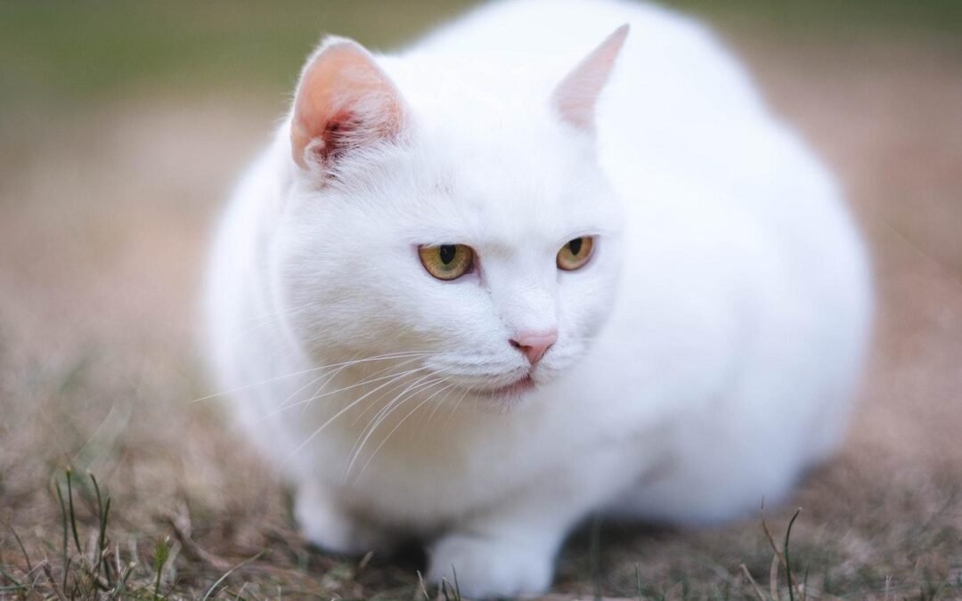 Meow Meow: NaPoWriMo Day 29