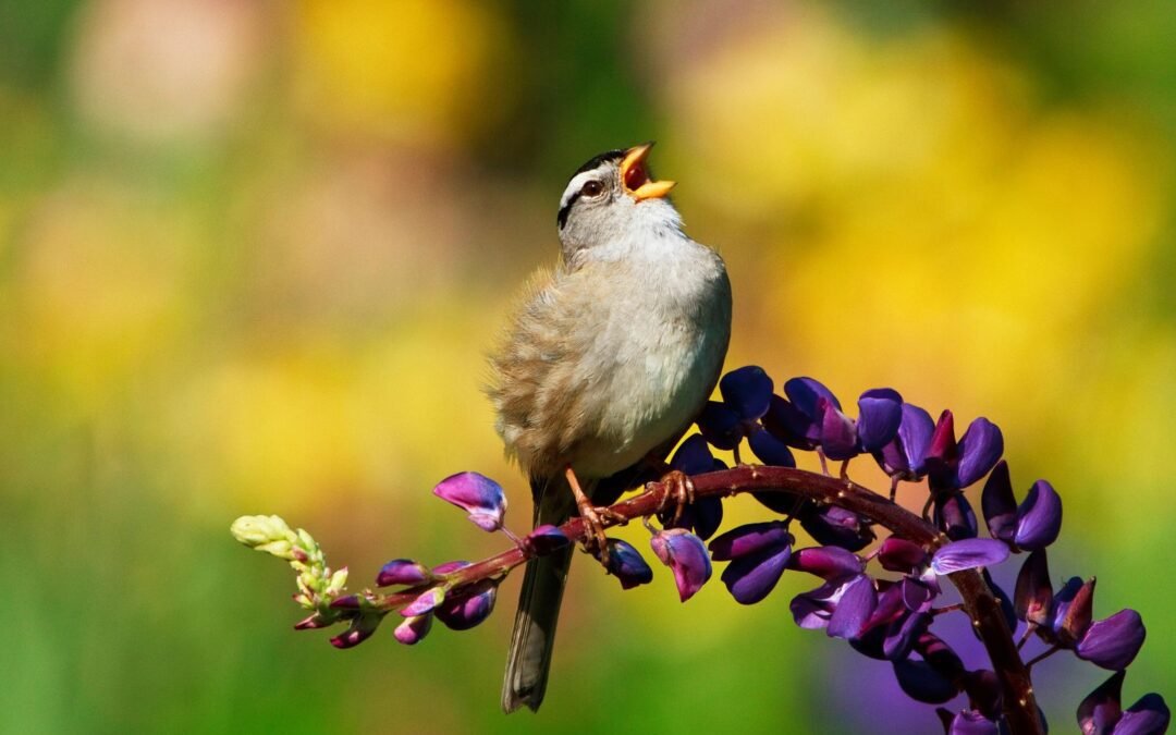 NaPoWriMo Day 27: Sparrows