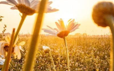 NaPoWriMo Day 14: Haiku: Mighty Sun