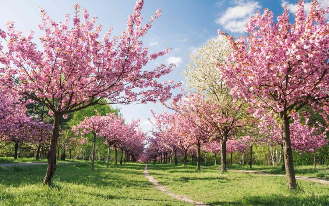 NaPoWriMo Day 4 Poem: The Orchard of My Life